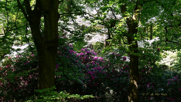 Bois des Moutiers (329) Mai 2012